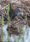 Waterrail reflection