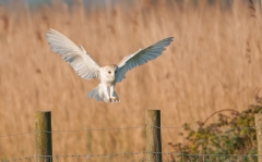 Barn owl landing on fence post