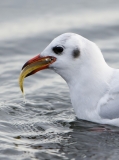 Black Headed Gull with fish