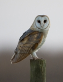Posing Barn Owl