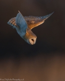 Diving Barn owl