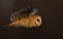 Barn Owl flying in evening sun