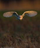 Barn owl in flight