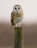 Perched Barn Owl