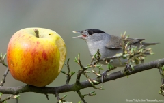 Blackcap eating apple