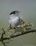 Male Blackcap portrait