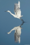 Little Egret liftoff