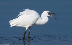 Little Egret catching fish