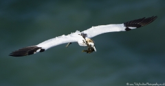 Gannet in flight with weed