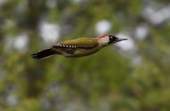 Green Woodpecker in flight