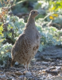 Grey Partridge