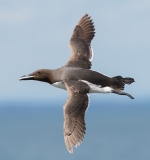 Guillemot in flight