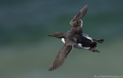 Guillemot in flight