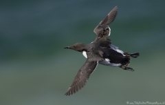 Guillemot in flight