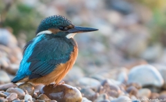 Kingfisher perched on pebbles