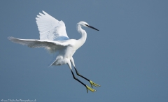 Littl e Egret Landing