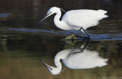 Little Egret reflection