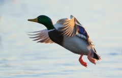 Mallard takeoff