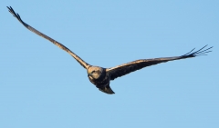 Marsh Harrier