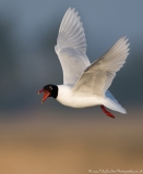 Mediterranean Gull