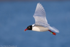 Mediterranean Gull in flight