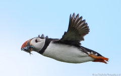 Puffin in Flight