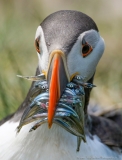Puffin with a beakfull