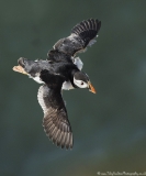 Puffin in flight