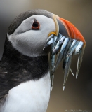 Puffin with mouthfull of Sandeels