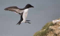 Razorbill landing