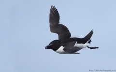 Razorbill in windy conditions