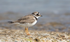 Ringed Plover