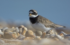 Ringed Plover