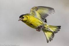 Siskin in flight