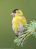 Siskin in pine