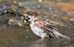 Sparrow having a bath