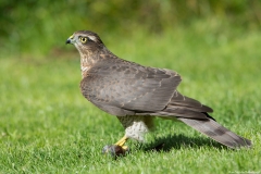 Sparrowhawk female with prey