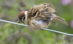 Tree Sparrow with food