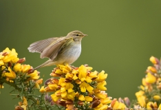 Willow Warbler displaying on gorse