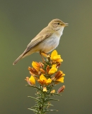 Willow Warbler perched on gorse