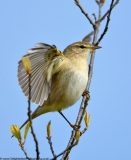 Willow Warbler display