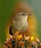 Willow Warbler close up