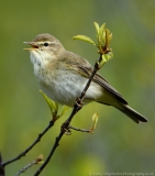 Willow Warbler singing