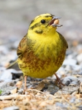 Yellowhammer feeding on ground