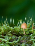 Pixy Cap in moss