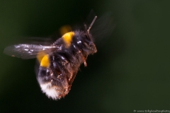 Bumble Bee in flight