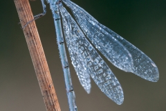 Damselfly covered in morning dew