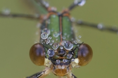 Emerald Damselfly head on portrait