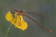 Emerald Damselfly in morning sun