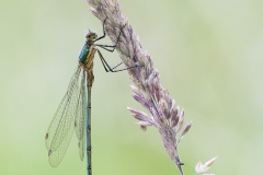 Emerald Damselfly